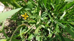 Chelidonium majus