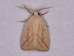 Amolita obliqua