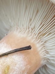 Lactarius torminosus