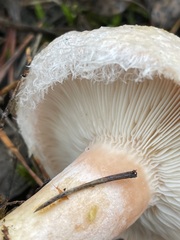 Lactarius torminosus