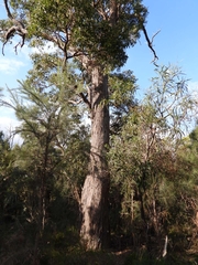 Eucalyptus marginata