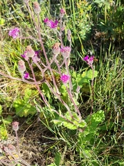 Senecio speciosus