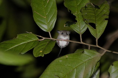 Chiropodomys gliroides