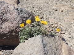 Erigeron aureus