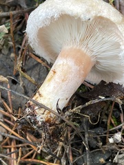 Lactarius torminosus