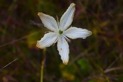Parnassia grandifolia