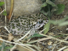 Bufotes viridis balearicus