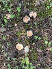 Lactarius torminosus