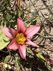 Romulea rosea