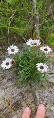 Dimorphotheca nudicaulis