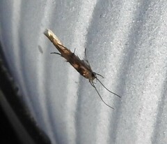 Stathmopoda