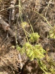 Cordylanthus rigidus