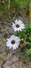 Dimorphotheca nudicaulis