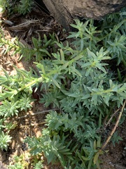 Chenolea diffusa