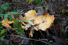 Laetiporus cincinnatus
