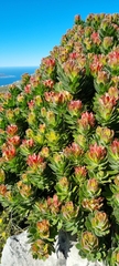 Mimetes fimbriifolius