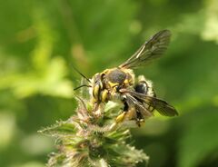 Anthidium florentinum