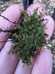 Chiloscyphus pallescens