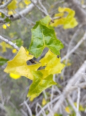 Vasconcellea chilensis