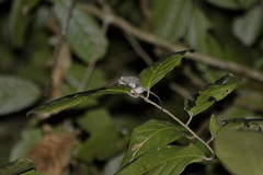 Chiropodomys gliroides