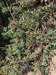 Chenolea diffusa