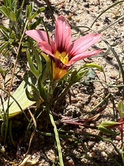 Romulea rosea