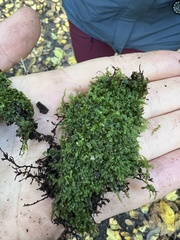 Chiloscyphus pallescens