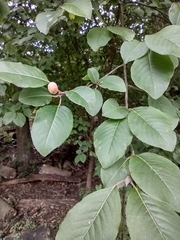 Viburnum prunifolium