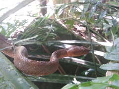 Craspedocephalus puniceus