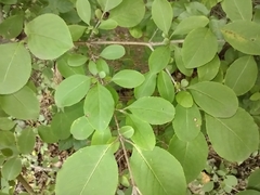 Viburnum prunifolium