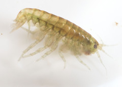 Hyalella