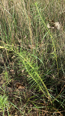 Asclepias verticillata