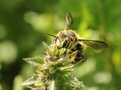 Anthidium florentinum