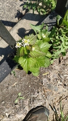 Alliaria petiolata