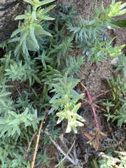 Chenolea diffusa