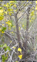 Vasconcellea chilensis