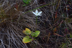 Parnassia grandifolia