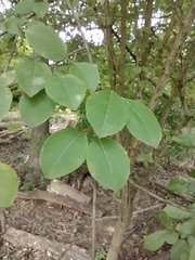 Viburnum prunifolium