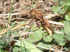 Asilus crabroniformis