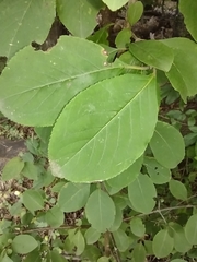 Viburnum prunifolium