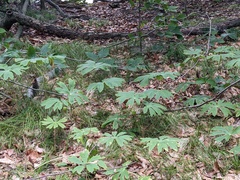 Podophyllum peltatum