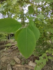 Viburnum prunifolium