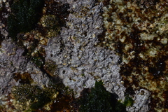 Chamberlainium tumidum