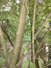 Viburnum prunifolium