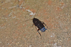 Blattinae