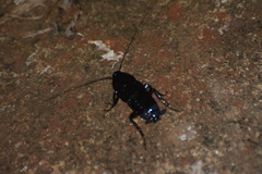 Blattinae