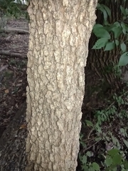 Viburnum prunifolium