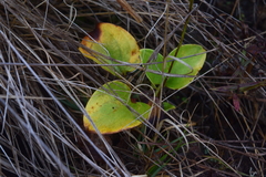 Parnassia grandifolia