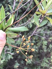 Bupleurum fruticosum