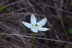 Parnassia grandifolia